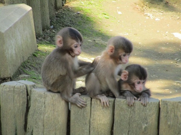 「高尾山さる園・野草園」のかわいい子猿たち