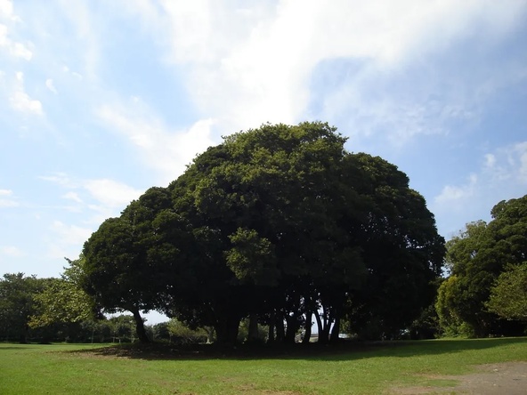 緑豊かな森の中をのんびり散策