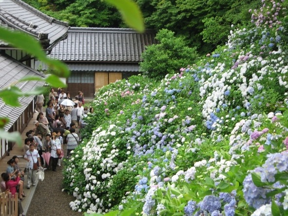 境内では、梅雨どきならではの風情を感じられます