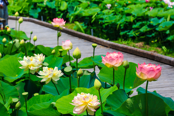 木道を歩きながら、蓮の花を間近に観察できます（画像提供：kattyan / PIXTA）