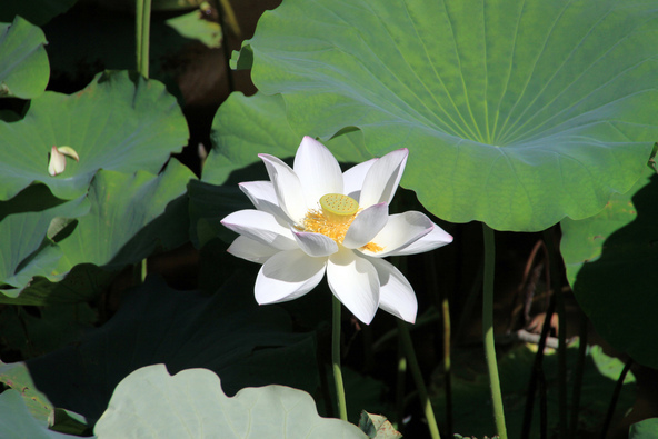 緑の葉の合間から伸びる花が涼しげ（画像提供：Hick / PIXTA）