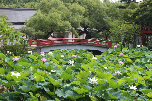 赤い橋と蓮が織りなす夏の風景（画像提供：鶴岡八幡宮）