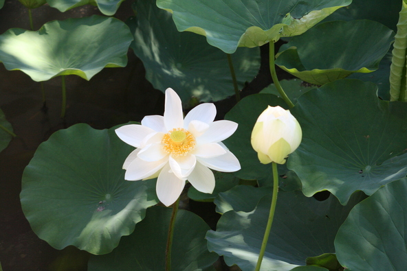 朝日に照らされる蓮の花（画像提供：鶴岡八幡宮）