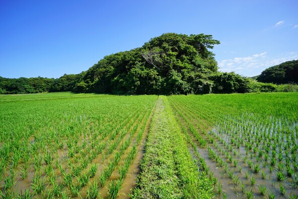 のどかな田園風景の中を散策（画像提供：yanpon / PIXTA）