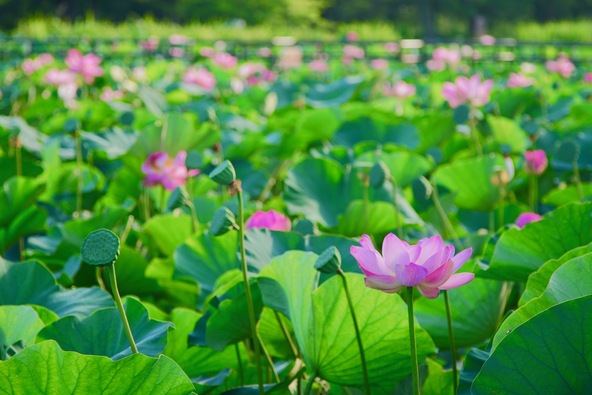 「水元公園」の蓮池（画像提供：handon / PIXTA）