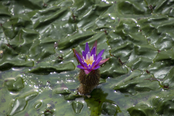 巨大な葉と赤紫色の可憐な花が特徴のオニバス（画像提供：MARKO_TOKYO / PIXTA）