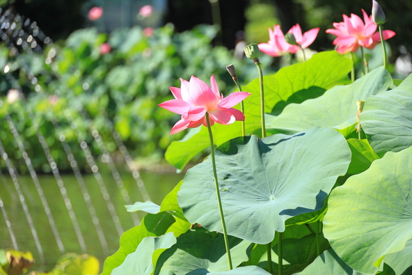 噴水を背景に咲く様子が涼しげ（画像提供：Ran / PIXTA）