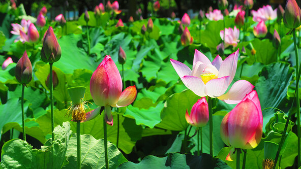 蓮が見頃の時期の「足立堀之内公園」（画像提供：夏夫 / PIXTA）