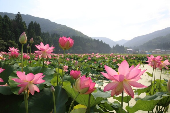 花はす公園