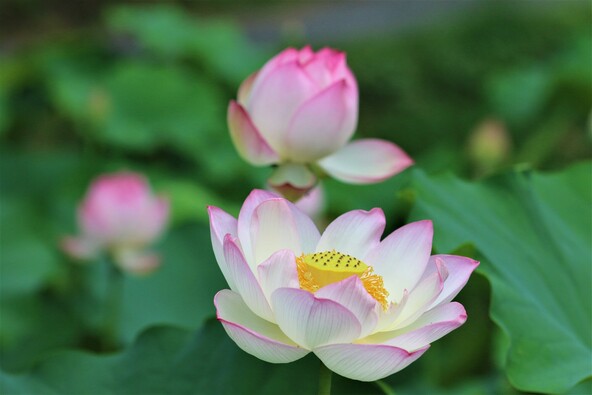 「愛郷の里」に咲く蓮の花　（画像提供：kazenoharimao / PIXTA