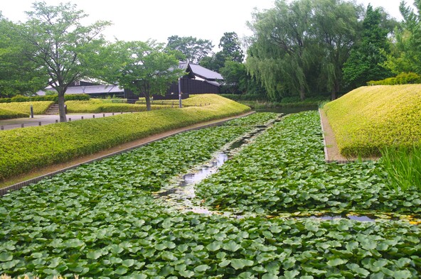 開花シーズン前、過去の6月上旬の様子（画像提供：つよいとら / PIXTA）