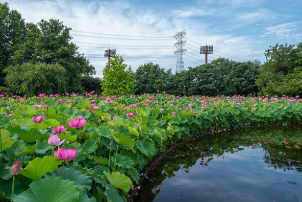 「大使蓮」が咲き誇る夏の修景池（画像提供：gonbe / PIXTA）