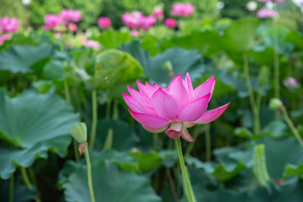 日中友好を象徴する「大使蓮」の花（画像提供：gonbe / PIXTA）※画像はイメージです
