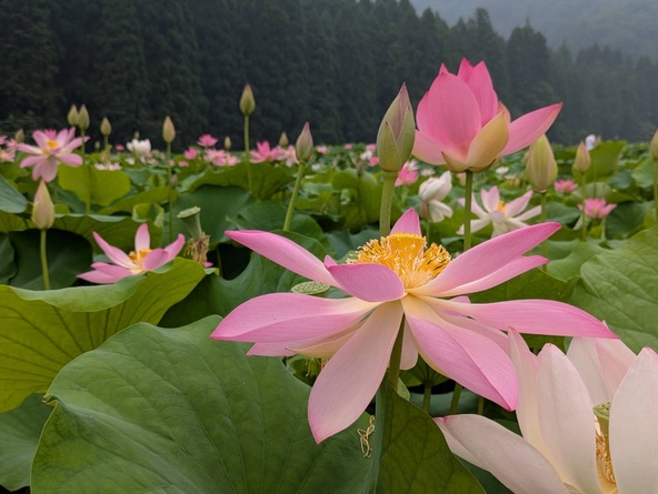 花はすの見頃は品種によって異なるので、訪れるたびに楽しみがあります