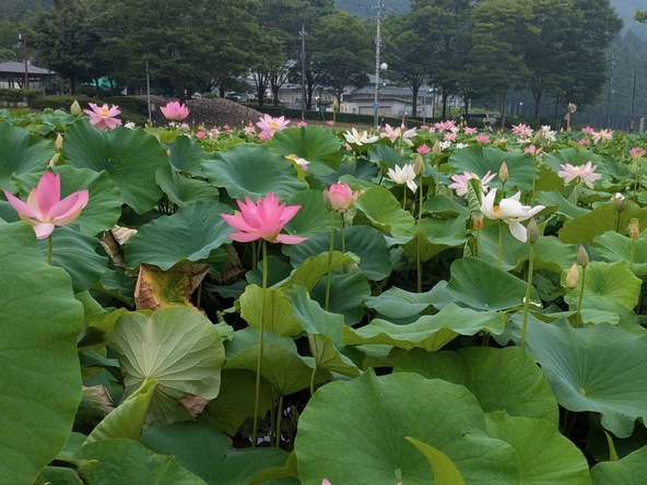 ピンクや白など、個性豊かな花ハスが見られます