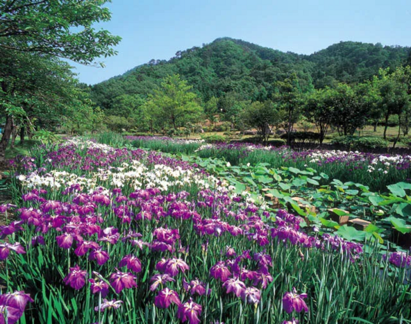 花菖蒲、睡蓮、花ハスが時期をずらしながら開花します（画像提供：公益社団法人福井県観光連盟
