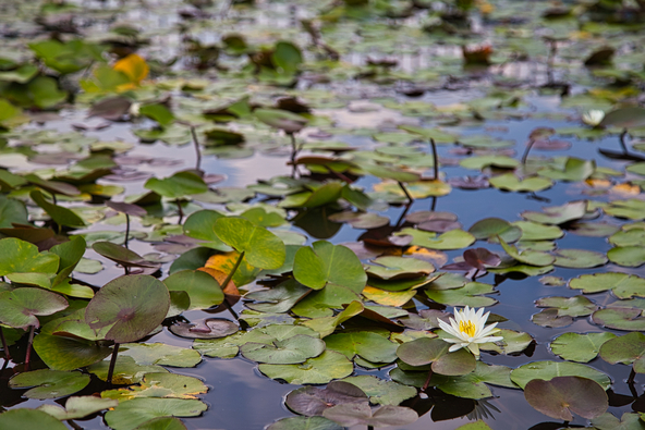 苑内の池に咲く睡蓮の花（画像提供：Asawa27 / PIXTA）