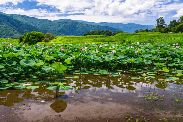 大賀蓮と睡蓮の花を楽しめる井戸尻史跡公園（画像提供：kikisorasido / PIXTA）