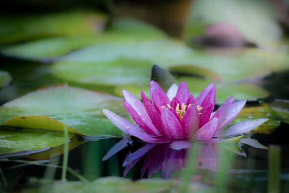 雨に濡れた神秘的な睡蓮（画像提供：たけたけ / PIXTA）