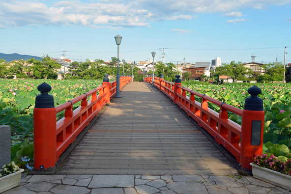 歴史ある城跡に広がる蓮の風景（画像提供：Ko.Miyazawa / PIXTA）