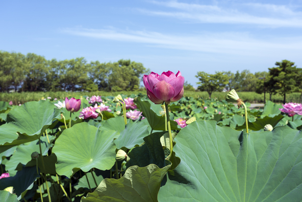 蓮の花と生きもの観察を満喫できる「こなん水辺公園」（画像提供：sorairo / PIXTA）