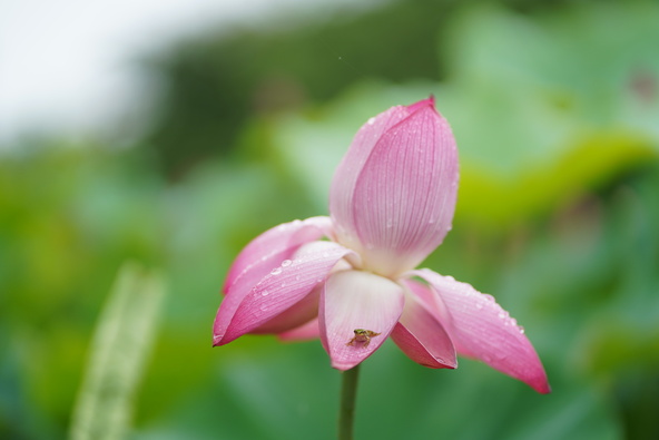 蓮の上でひと休みするカエル（画像提供：ゆずみかん / PIXTA）