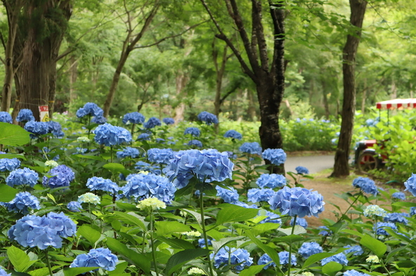 紫陽花の咲き具合によって景色が変わるので、訪れるたびに違った表情に出会えます