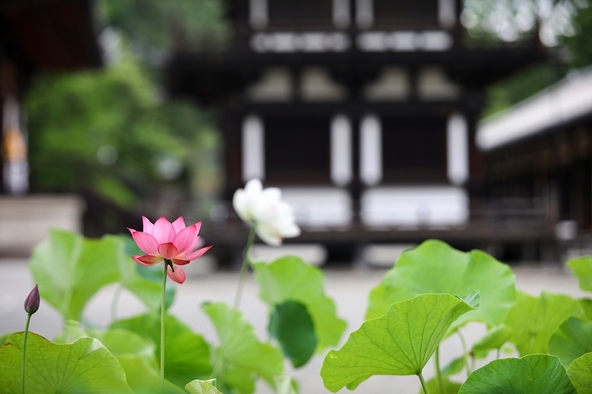 唐招提寺の蓮　※イメージ