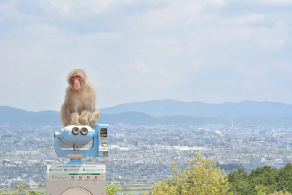 約120頭のニホンザルが暮らす「嵐山モンキーパーク」は眺望も抜群！
