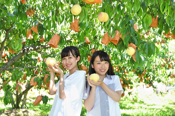 フルーツ狩りの様子（写真提供：岡山県観光連盟）
