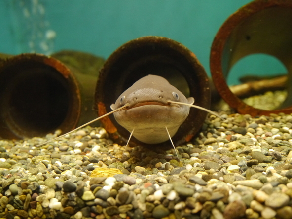 琵琶湖周辺の自然や生き物について学べる「琵琶湖博物館」は親子におすすめ！