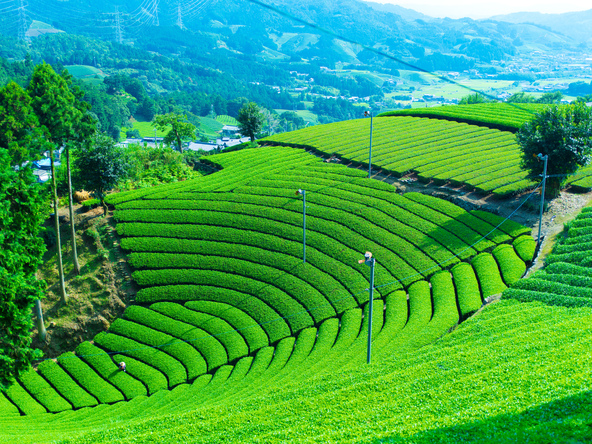 和束町の茶畑（イメージ画像／提供：道端正棟 / PIXTA）