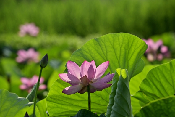 原市沼に咲く古代蓮の花（画像提供：はすまん / PIXTA）