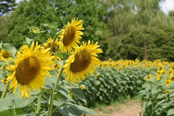  見頃の時期の「国営昭和記念公園」（画像提供：天晴小號 / photoAC）