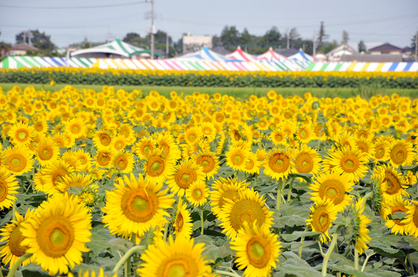 背の高い向日葵が畑一面を埋め尽くす光景はまさに絶景！