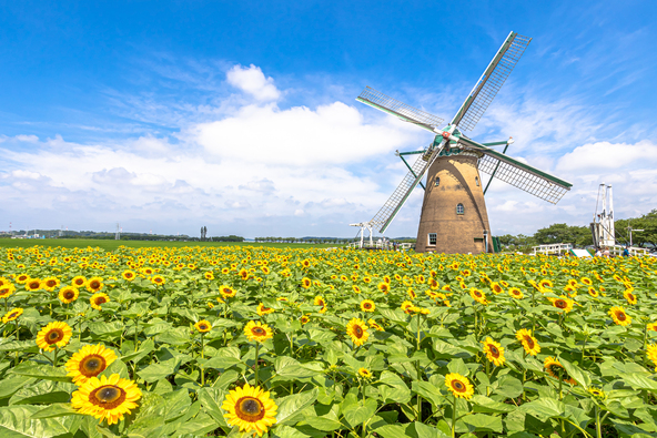 リーフデの周りを彩る向日葵畑は佐倉市の夏の風物詩 ※2026年はエリアを縮小（画像提供：Faula Photo Works / PIXTA）