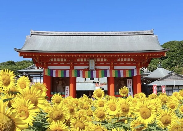 「満願寺」の向日葵畑