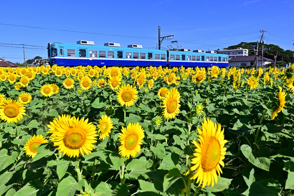 銚子電鉄と満開時の向日葵（画像提供：Nabe / PIXTA）