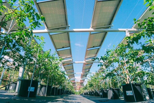 農地の上で発電と農業を同時に行う「ソーラーシェアリング」は相模原市初！