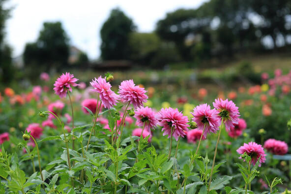 「町田薬師池公園　四季彩の杜」ダリア園では初夏と秋にダリアが見頃を迎えます