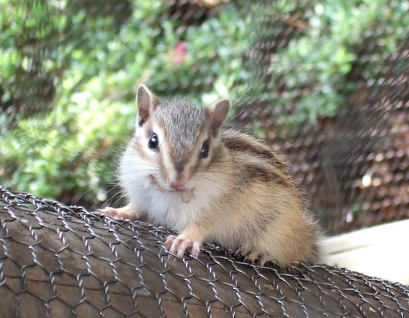 「町田リス園」ではかわいいリスやウサギ、モルモットとふれあえます