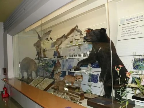 化石や生きものの展示が並びます