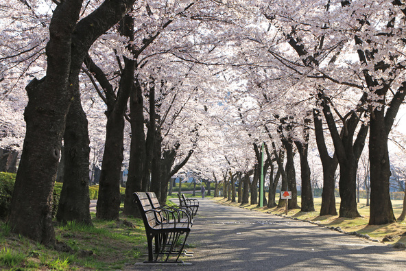 春色に包まれる開成山公園の桜並木（画像提供：TAKEZO / PIXTA）