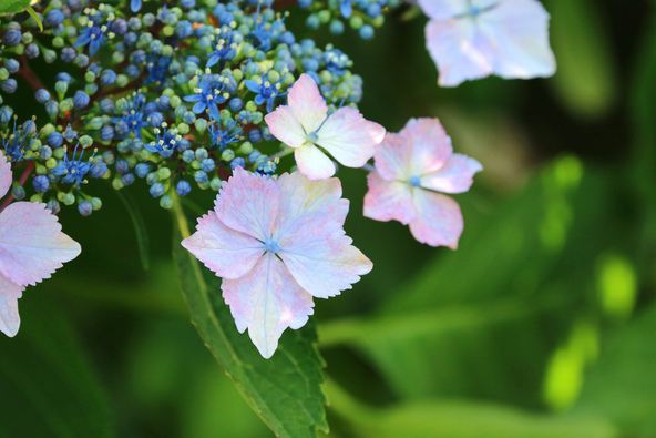 緑水苑に咲く紫陽花（画像提供：TAKEZO / PIXTA）