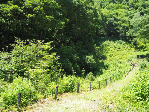 高山植物を観察しながら散策できる遊歩道