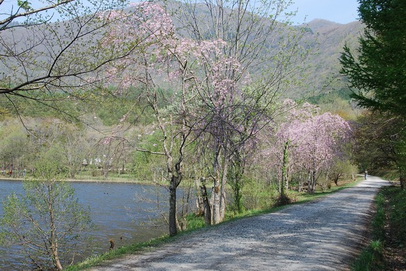 木々に囲まれた散策路