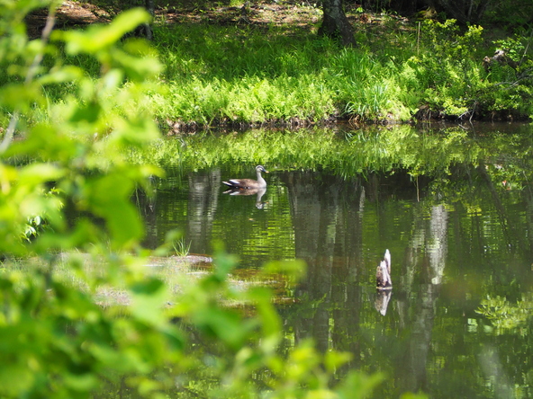 かわらしい野鳥に会えることも（画像提供：下郷町）