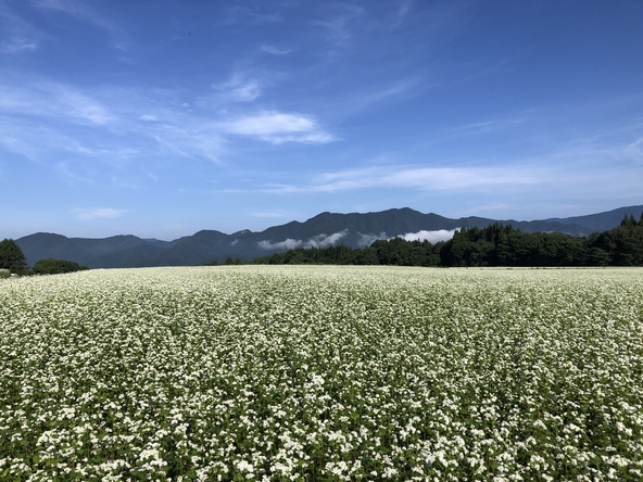 夏にはそばの花畑、秋にはそばの茎の紅葉が広がる絶景スポット（画像提供：下郷町）