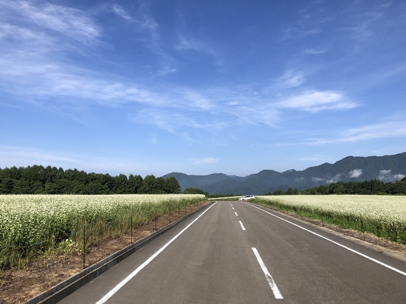まっすぐに伸びる道の両側に広大なそば畑が広がります（画像提供：下郷町）