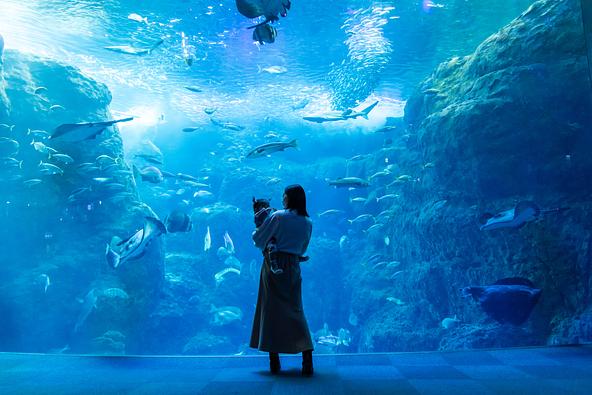 貴重な展示がそろう「新江ノ島水族館」
